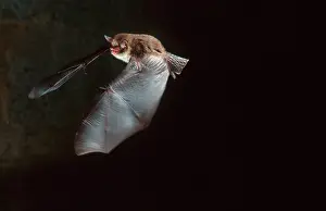 Myotis: Daubenton's Bat in flight in cave
