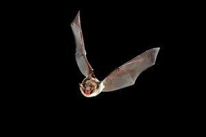 Myotis: Daubenton's Bat - in flight at night