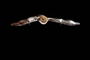 Myotis: Daubenton's Bat - in flight at night
