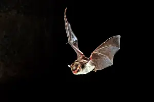 Bats: Daubenton's Bat - in flight at night