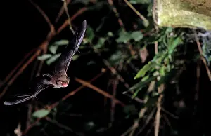 Myotis: Daubenton's bat flying into a cave (old iron mine)