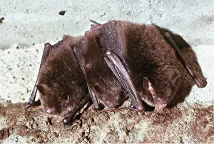 Bats: Daubenton's BAT - X3 at roost