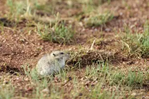Rodentia: Daurian ground squirrel