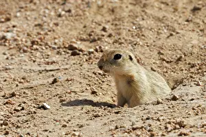 Rodentia: Daurian ground squirrel