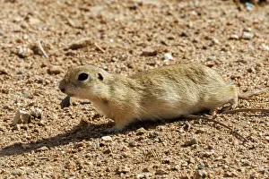 Rodentia: Daurian ground squirrel