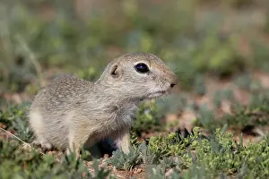 Rodentia: Daurian ground squirrel