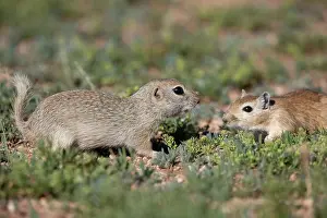 Rodentia: Daurian ground squirrel