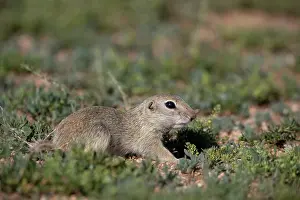 Rodentia: Daurian ground squirrel