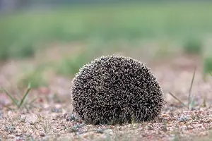 Insectivore: Daurian Hedgehog