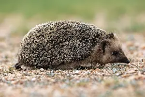 Insectivore: Daurian Hedgehog