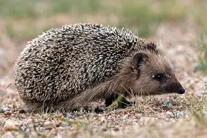 Insectivore: Daurian Hedgehog