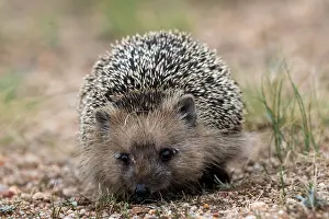 Insectivore: Daurian Hedgehog