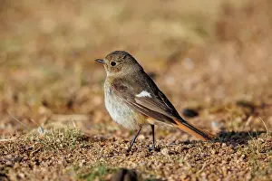 Passeriforme: Daurian redstart