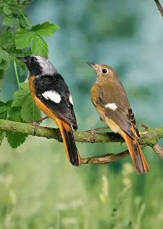 Phoenicurus: Daurian Redstart - pair