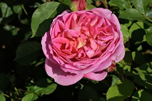 Austin: David Austin in 2012