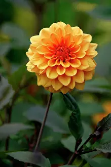 Howard: David Howard - This Dahlia is of the waterlily