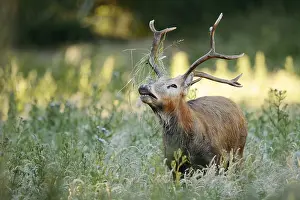 Smell: David's deer or milu (Elaphurus davidianus)