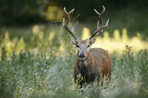 Deers: David's deer or milu (Elaphurus davidianus)