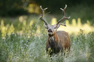 Smell: David's deer or milu (Elaphurus davidianus)