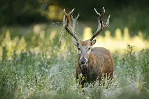 Deers: David's deer or milu (Elaphurus davidianus)