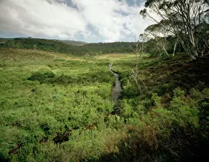 Davies: Davies Plain Creek, Alpine National Park, Victoria