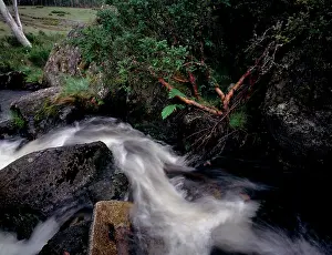 Indi: Davies Plain Creek, in the Indi Wilderness, Alpine