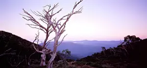 Indi: Davies Plain (Indi Wilderness) - at sunrise