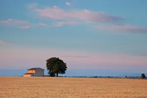 Wheatfield: Dawn over farmhouse and wheat field near