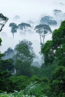 Habtiat: Dawn fog at lowland rainforest