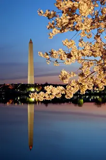 Jannsen: Dawn at the Tidal Basin with blossoming