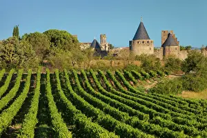 Fortified: Dawn in a vineyard overlooking la Cite Carcassonne