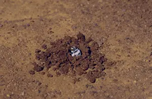 Burrowing: Dawsons Burrowing Bee