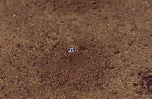 Burrowing: Dawsons Burrowing Bee, Australia
