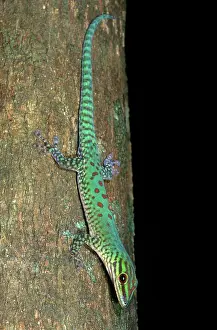 Geckos: Day Gecko