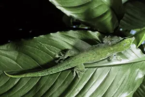 Phelsuma: Day Gecko