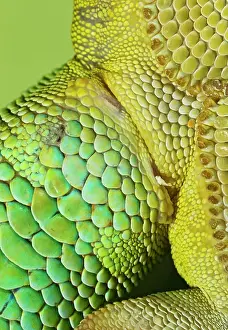 Phelsuma: Day Gecko - close up