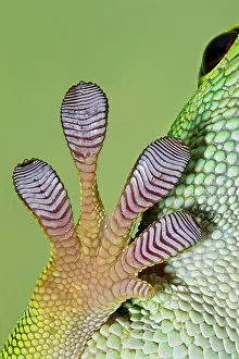 Lizards: Day Gecko - close up of foot