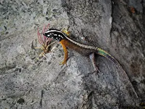 Gecko: Day gecko (Gonatodes atricucullatus), Peru