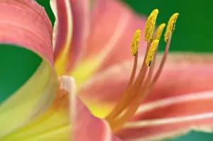 Micro: Day Lily, (Hemerocallis fulvia), Lily family