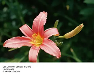 Hemerocallis: Day Lily / Pink Damask