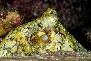 Lea Lee: Day Octopus