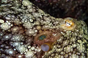 Lea Lee: Day Octopus