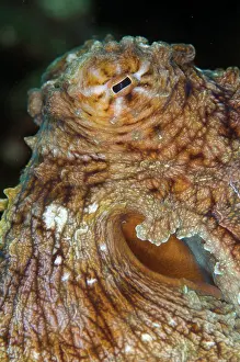 Komodo: Day Octopus