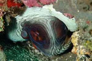 Mollusca: Day Octopus
