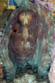 Octopodidae: Day Octopus - Batu Mandi dive site, Bangka Island