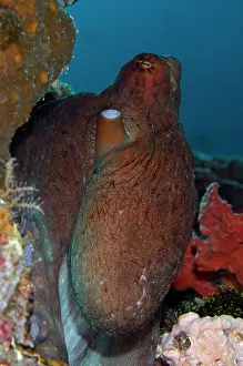 Octopoda: Day Octopus - Batu Mandi dive site, Bangka Island