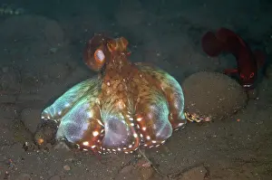 Cephalopholis: Day Octopus - cooperativly hunting by extending