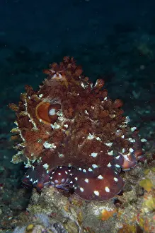Octopoda: Day Octopus - Jetty dive site, Padang Bai, Bali