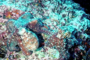 Extends: Day octopus, pair mating. The male, right, extends