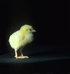 Fluff: Day old chick against a black background